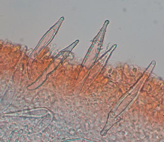 Hohenbuehelia auriscalpium